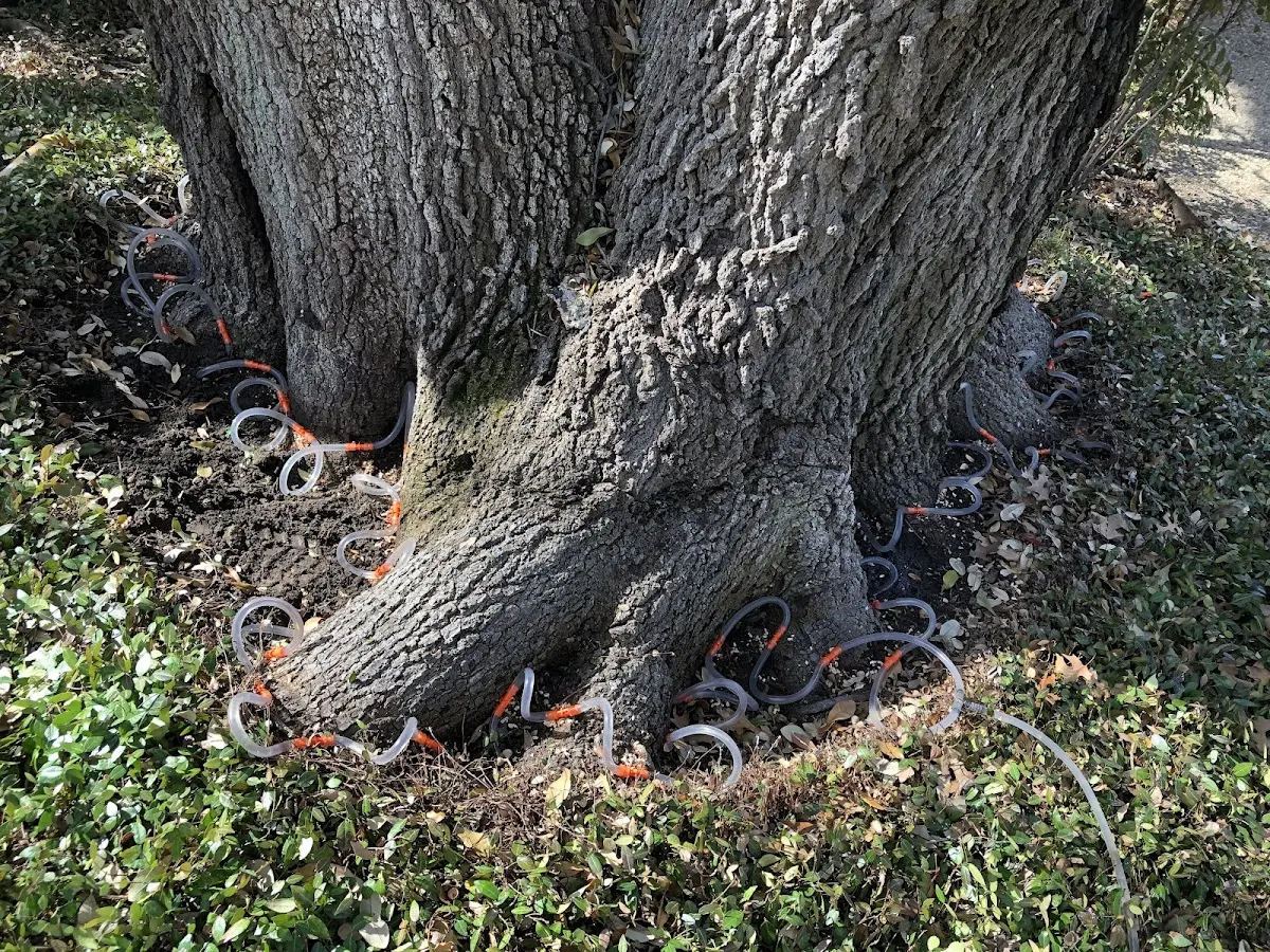 Detailed Tree Cabling and Bracing job site in Sequoia National Park