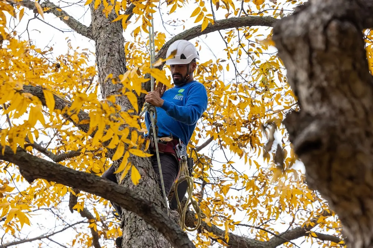 Skilled Tree Pruning crew working in Sequoia National Park