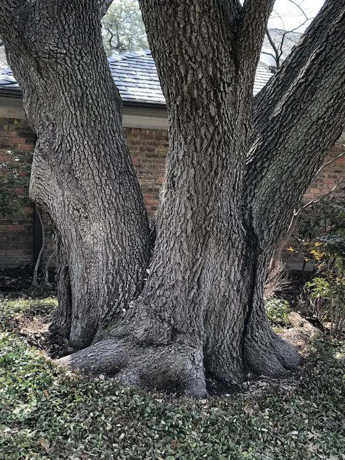 Mature heritage tree close to a Sequoia National Park property cared for by certified arborists